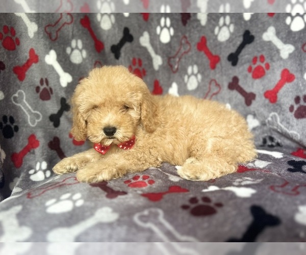 Medium Photo #5 Cock-A-Poo Puppy For Sale in LAKELAND, FL, USA
