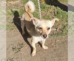 Small Chiweenie