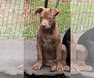 Border-Aussie Dogs for adoption in Des Moines, IA, USA