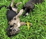 Puppy 3 Cane Corso-Mastiff Mix
