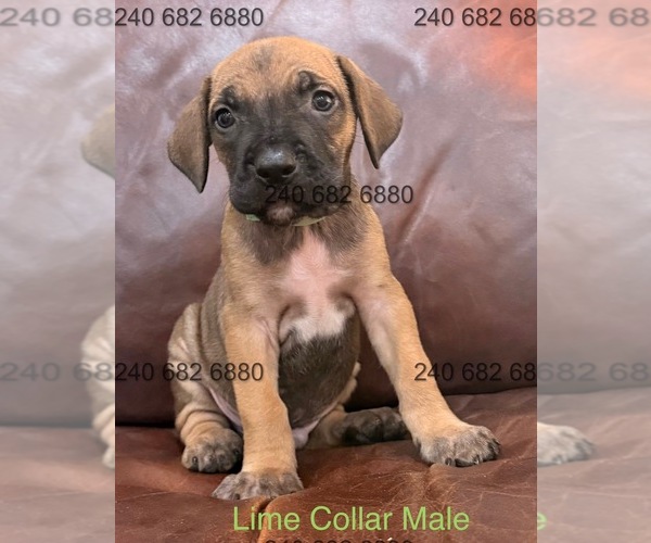 Medium Photo #3 Cane Corso Puppy For Sale in LA PLATA, MD, USA
