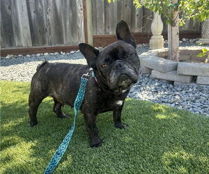 French Bulldog Dogs for adoption in San Jose, CA, USA