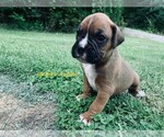 Puppy 0 Boxer