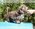 Small #26 ShihPoo