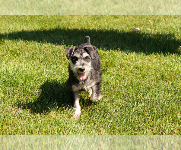 Medium Photo #3 Schnauzer (Miniature) Puppy For Sale in NAPPANEE, IN, USA