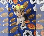Small #30 Yorkshire Terrier
