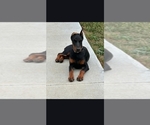 Small Photo #1 Doberman Pinscher Puppy For Sale in TIPTON, MO, USA