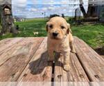 Small #2 Goldendoodle