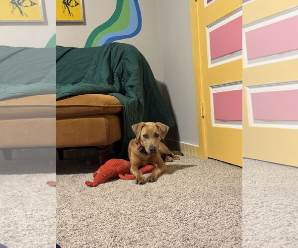 Medium Photo #9 Black Mouth Cur-Weimaraner Mix Puppy For Sale in Rosenberg, TX, USA