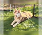 Puppy 1 Pomsky