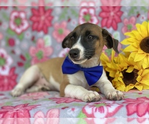 Jack Russell Terrier Puppy for sale in LANCASTER, PA, USA