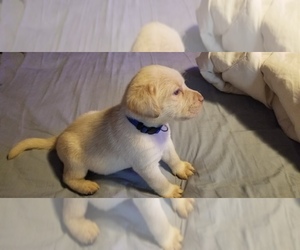 Labrador Retriever Puppy for sale in SUMMERLAND KEY, FL, USA
