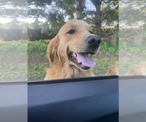 Father of the Golden Labrador puppies born on 07/01/2025