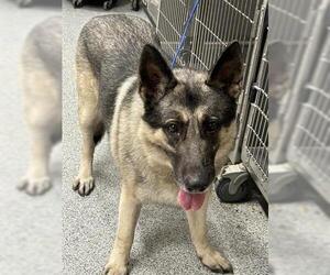 German Shepherd Dog Dogs for adoption in Houston, TX, USA