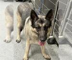 Small German Shepherd Dog