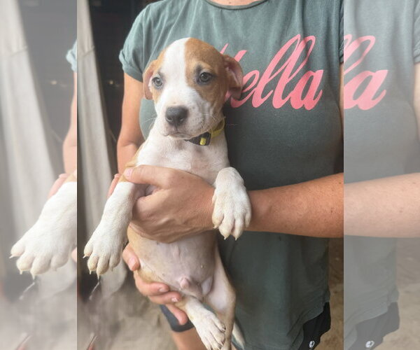 Medium Photo #3 Mutt Puppy For Sale in Jackson, MS, USA