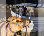 Small #4 Labrador Retriever Mix