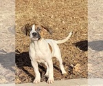 Small Photo #24 America Bandogge Mastiff Puppy For Sale in SNELLVILLE, GA, USA