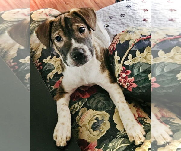 Medium Photo #4 Beagle-Unknown Mix Puppy For Sale in Rockaway, NJ, USA