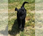 Small Photo #5 Goldendoodle Puppy For Sale in KANSAS CITY, MO, USA