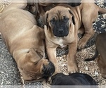 Small Photo #13 Cane Corso-Dogue de Bordeaux Mix Puppy For Sale in GIG HARBOR, WA, USA