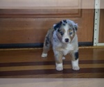 Small #7 Australian Shepherd