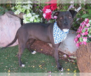 Mutt Dogs for adoption in Oklahoma City, OK, USA