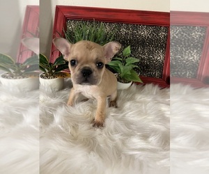 French Bulldog Puppy for sale in NACOGDOCHES, TX, USA