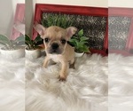 Small Photo #1 French Bulldog Puppy For Sale in NACOGDOCHES, TX, USA