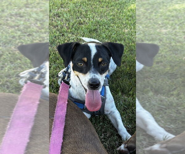 Medium Photo #2 Jack Russell Terrier-Unknown Mix Puppy For Sale in Dana Point, CA, USA