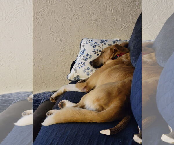 Medium Photo #6 Anatolian Shepherd-Unknown Mix Puppy For Sale in Rockaway, NJ, USA