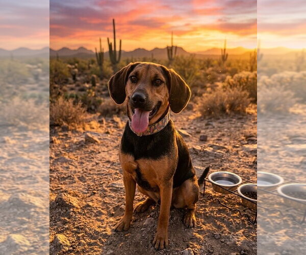 Medium Photo #2 Mutt Puppy For Sale in Vail, AZ, USA