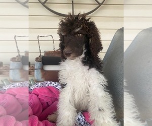 Poodle (Standard) Puppy for sale in BURNET, TX, USA