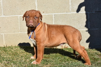 Dogue de Bordeaux Puppy for sale in ADAMS MILLS, OH, USA