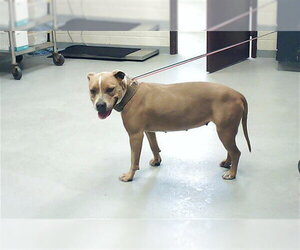 Mutt Dogs for adoption in Fayetteville, NC, USA