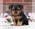 Small #3 Yorkshire Terrier
