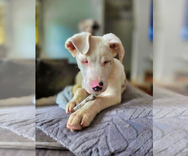 Medium Photo #5 Australian Shepherd-German Shepherd Dog Mix Puppy For Sale in Raleigh, NC, USA