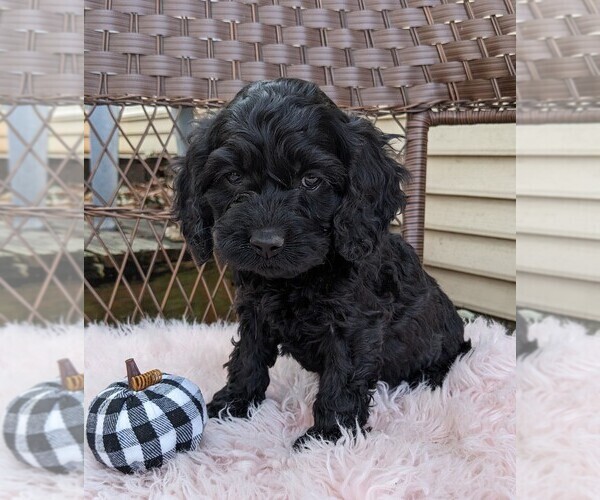 Medium Photo #5 Cock-A-Poo Puppy For Sale in SALEM, MO, USA