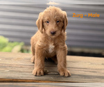Puppy Zurg Labradoodle