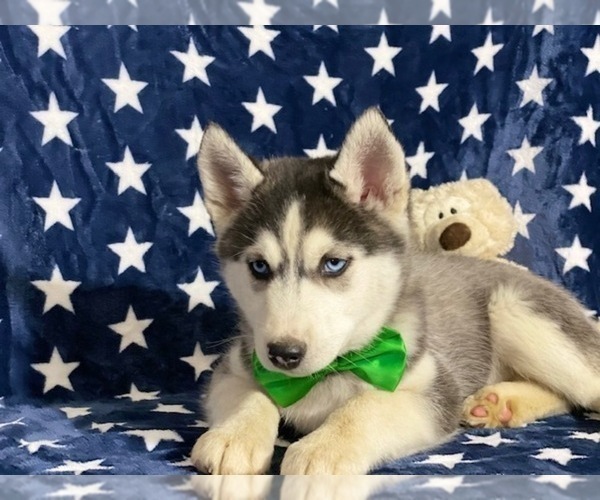 Medium Photo #4 Sibercaan Puppy For Sale in LANCASTER, PA, USA