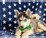 Small Photo #4 Sibercaan Puppy For Sale in LANCASTER, PA, USA