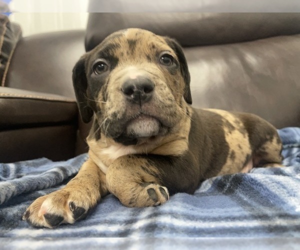 Medium Photo #136 American Bully Puppy For Sale in REESEVILLE, WI, USA