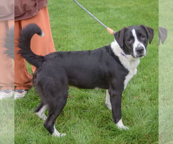 Medium Photo #2 Border-Aussie Puppy For Sale in Huntley, IL, USA
