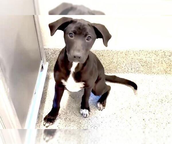 Medium Photo #4 Labrador Retriever-Unknown Mix Puppy For Sale in Houston, TX, USA