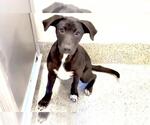 Small #3 Labrador Retriever Mix