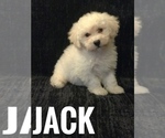 Puppy 2 Bichpoo