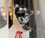 Small #46 Yorkshire Terrier