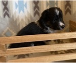 Small #13 Shetland Sheepdog