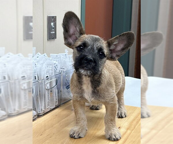 Medium Photo #1 French Bulldog-Unknown Mix Puppy For Sale in Rancho Cucamonga, CA, USA