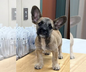French Bulldog-Unknown Mix Dogs for adoption in Rancho Cucamonga, CA, USA